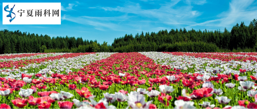 鲜花商城